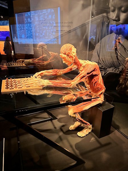 Wycieczka na wystawę Body Worlds - Circle of Life